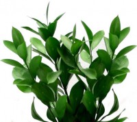 RUSCUS